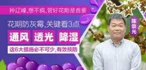花期防灰霉，关键看3点